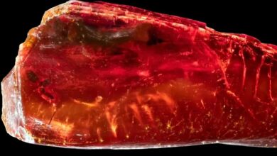 کشف فسیل گوته: راز ۴۰ میلیون ساله در کهربای شاعر بزرگ فاش شد