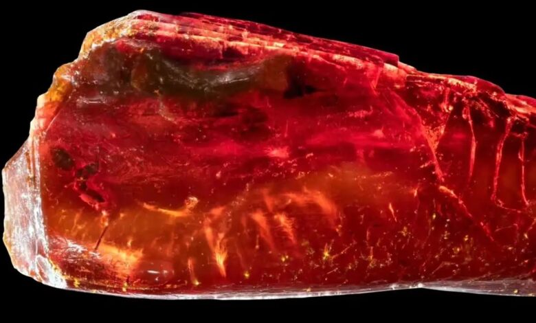 کشف فسیل گوته: راز ۴۰ میلیون ساله در کهربای شاعر بزرگ فاش شد